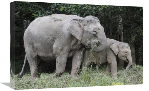 16 x 24 in. Asian Elephant Mother & Baby Eating Grass, Saba, M