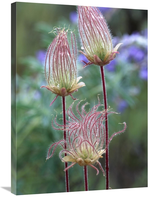 Global Gallery GCS-396454-2432-142 24 x 32 in. Prairie Smoke Okanagan 