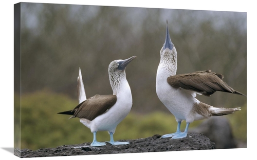 Global Gallery GCS-451380-2030-142 20 x 30 in. Blue-Footed Booby Pair 