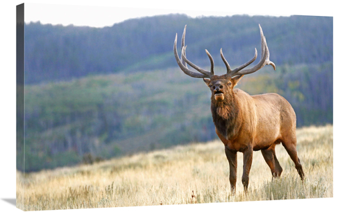 Global Gallery GCS-486448-36-142 36 in. Bull Elk Calling Art Print - V