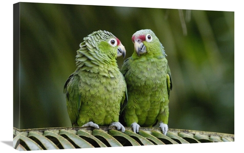 Global Gallery GCS-453081-2030-142 20 x 30 in. Red-Lored Parrot Pair S