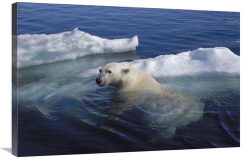 Global Gallery GCS-450969-2436-142 24 x 36 in. Polar Bear Swimming&#44