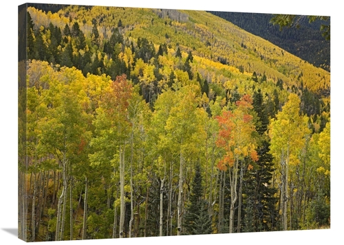 Global Gallery GCS-396872-2432-142 24 x 32 in. Aspen Trees in Autumn&#