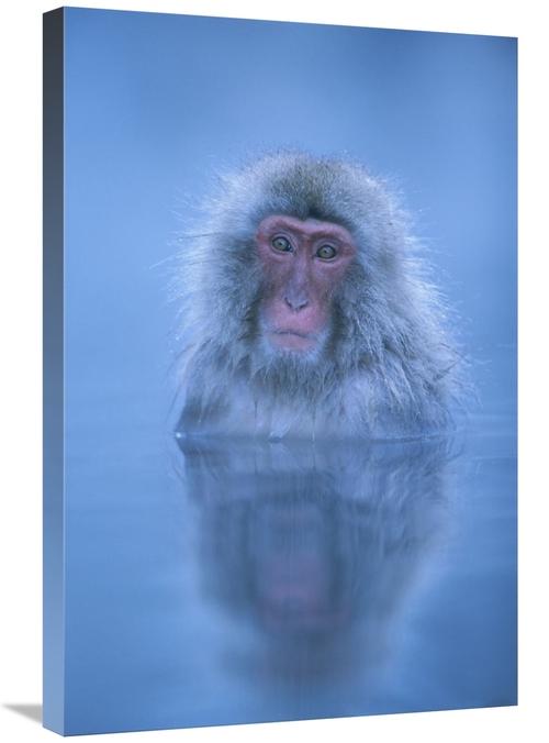 Global Gallery GCS-395360-2030-142 20 x 30 in. Japanese Macaque Bathin