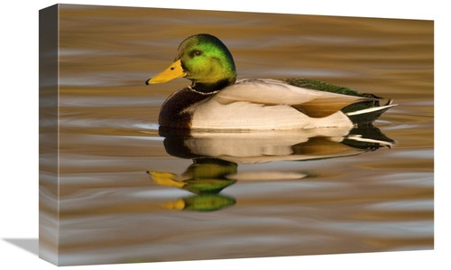 Global Gallery GCS-397353-1218-142 12 x 18 in. Mallard Swimming, K