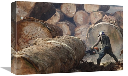 Global Gallery GCS-398079-1218-142 12 x 18 in. Logger Cutting Tree Tru