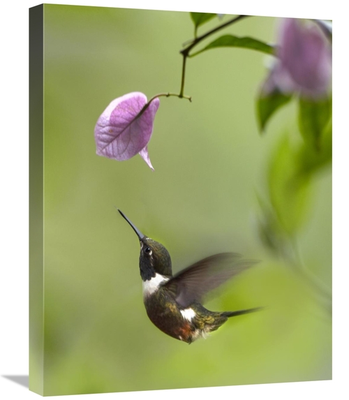 Global Gallery GCS-397010-1824-142 18 x 24 in. Purple-Throated Woodsta