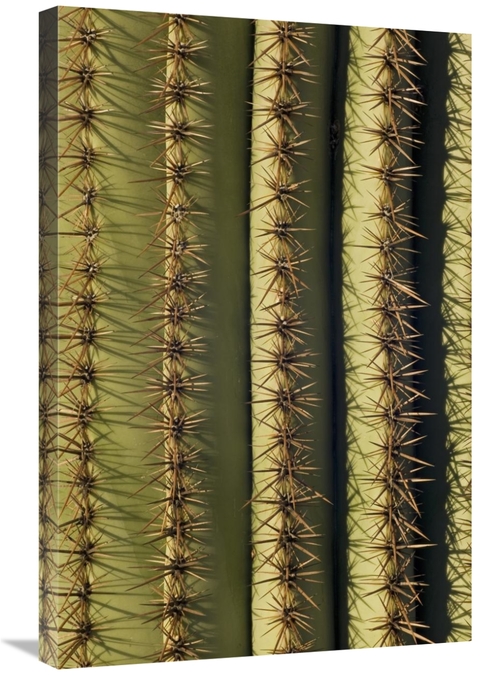 Global Gallery GCS-395322-2030-142 20 x 30 in. Saguaro Cactus Spines&#