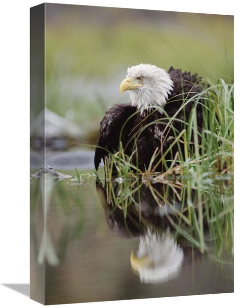 Global Gallery GCS-396645-1218-142 12 x 18 in. Bald Eagle with Reflect