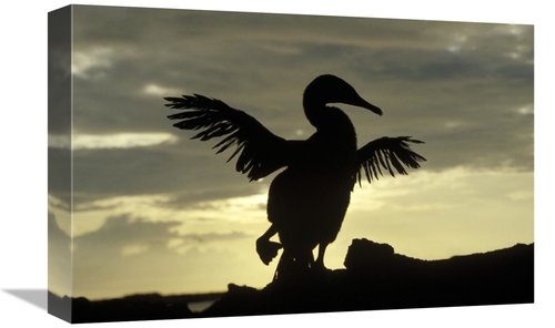 Global Gallery GCS-452381-1218-142 12 x 18 in. Flightless Cormorant Dr