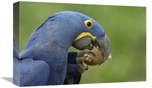 Global Gallery GCS-453149-1218-142 12 x 18 in. Hyacinth Macaw in Cerra