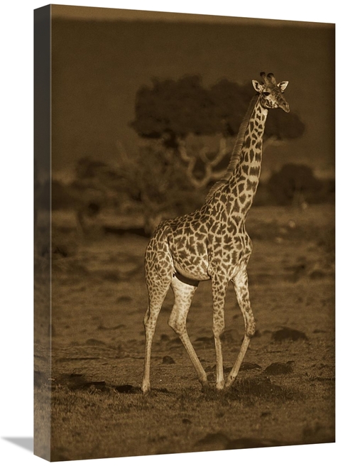 Global Gallery GCS-453682-1624-142 16 x 24 in. Giraffe Portrait, K