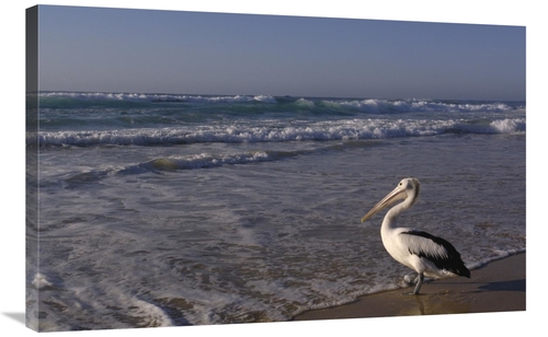 Global Gallery GCS-453095-2436-142 24 x 36 in. Australian Pelican on B