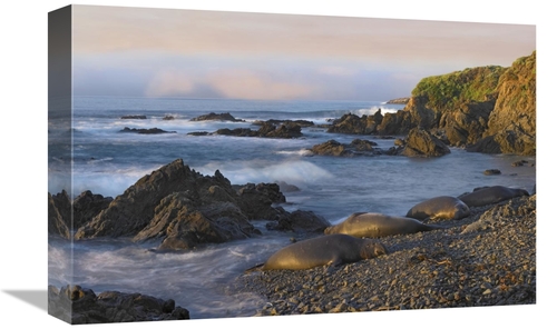 Global Gallery GCS-396978-1218-142 12 x 18 in. Northern Elephant Seals