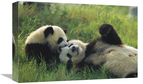 Global Gallery GCS-398115-1218-142 12 x 18 in. Giant Panda Female & Ye