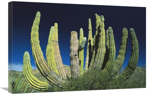 Global Gallery GCS-398478-2030-142 20 x 30 in. Cardon Cactus, Baja