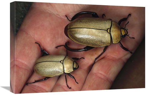 16 x 24 in. Fungus Weevil Pair, Fortuna National Park, Panama 