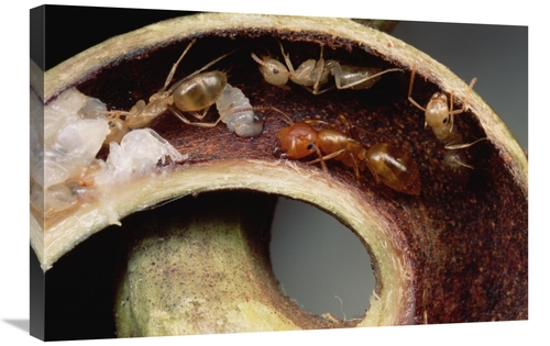 Global Gallery GCS-451013-2030-142 20 x 30 in. Carpenter Ants & Pupae 