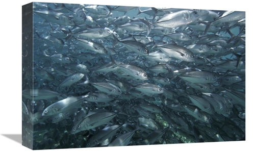 Global Gallery GCS-453561-1218-142 12 x 18 in. Bigeye Trevally School&