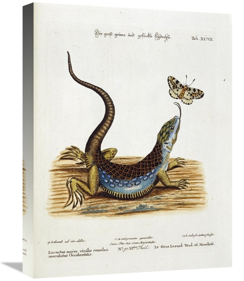 Global Gallery GCS-267262-22-142 22 in. Lizard Chasing a Butterfly Art