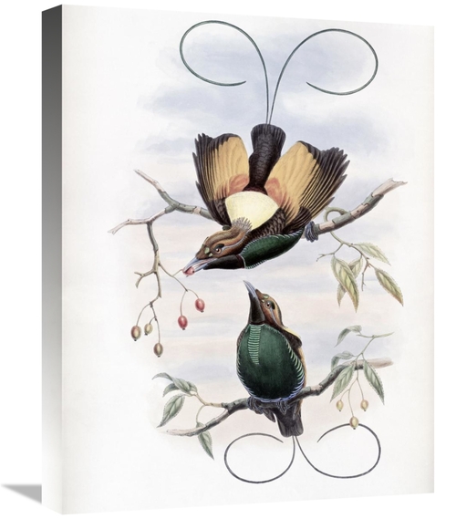 Global Gallery GCS-277761-22-142 22 in. Golden-Winged Bird of Paradise