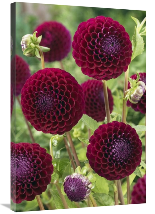 Global Gallery GCS-398373-2436-142 24 x 36 in. Dahlia Downham Royal Va