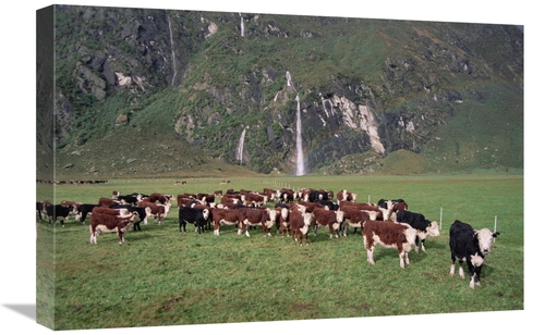 Global Gallery GCS-451534-1624-142 16 x 24 in. Hereford Cattle Herd&#4