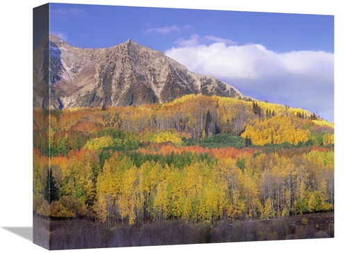 Global Gallery GCS-397009-16-142 16 in. Quaking Aspen Forest in Autumn