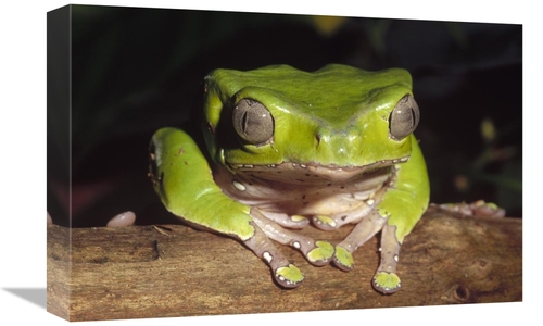 Global Gallery GCS-452733-1218-142 12 x 18 in. Giant Monkey Frog Close