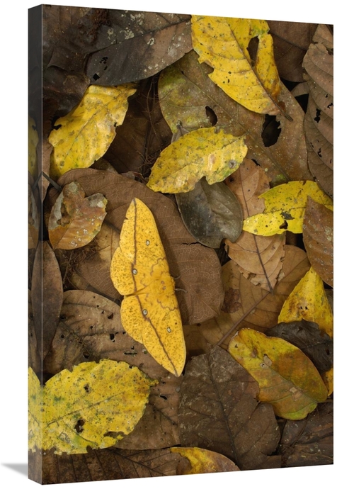 Global Gallery GCS-397890-2030-142 20 x 30 in. Imperial Moth Camouflag