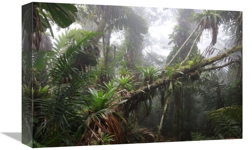 Global Gallery  12 x 18 in. Bromeliad & Tree Fern At 1600 Meters Altit