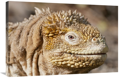 Global Gallery GCS-395622-2436-142 24 x 36 in. Galapagos Land Iguana P