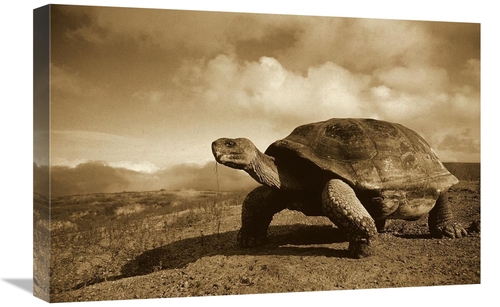 Global Gallery GCS-453672-1624-142 16 x 24 in. Galapagos Giant Tortois