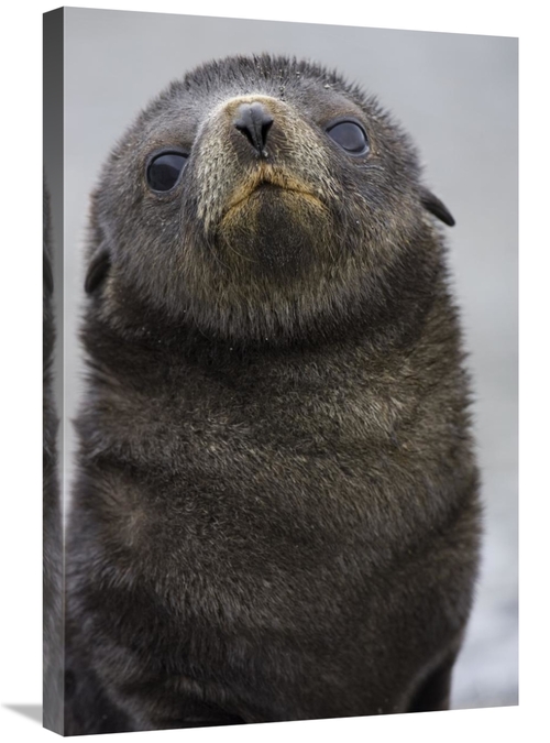 Global Gallery GCS-395837-2030-142 20 x 30 in. Antarctic Fur Seal 1 to