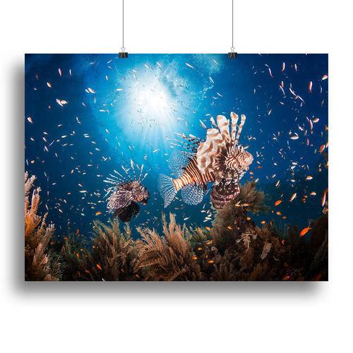 Lionfish Canvas Print or Poster