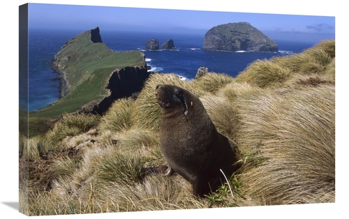 Global Gallery GCS-451827-2030-142 20 x 30 in. Hookers Sea Lion Bull S