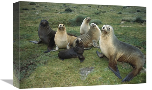 Global Gallery GCS-451622-1218-142 12 x 18 in. Hookers Sea Lion Cows &