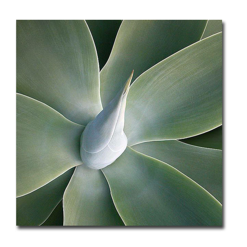 Artistic Home Gallery 3030485IG Succulent Tip by Jan Weiss Premium Gal