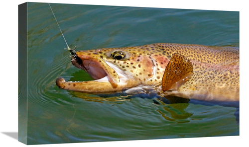 Global Gallery GCS-486578-22-142 22 in. Landed Brown Trout Art Print -