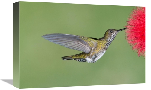 Global Gallery GCS-397420-1218-142 12 x 18 in. White-Necked Jacobin Hu