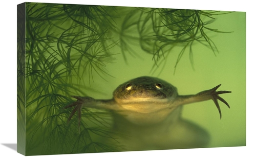 Global Gallery GCS-453375-1624-142 16 x 24 in. African Clawed Frog Aqu