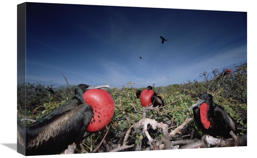 Global Gallery GCS-451512-1624-142 16 x 24 in. Great Frigatebird Males
