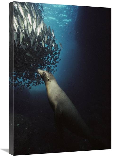 Global Gallery GCS-451759-2030-142 20 x 30 in. Galapagos Sea Lion Pup 