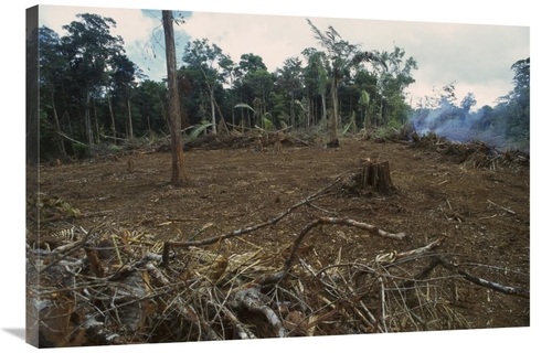Global Gallery GCS-397640-2436-142 24 x 36 in. Rainforest Deforestatio