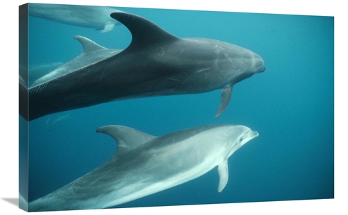 Global Gallery GCS-451140-2030-142 20 x 30 in. Bottlenose Dolphin Pod 