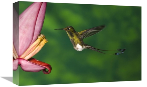 Global Gallery GCS-453338-1218-142 12 x 18 in. Booted Racket-Tail Humm