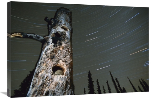 24 x 36 in. Northern Red-Backed Vole in Nest Cavity with Star Trails&#