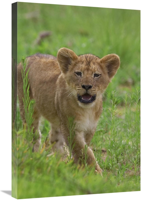 Global Gallery GCS-398153-2030-142 20 x 30 in. African Lion Cub Callin