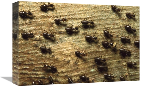 Global Gallery GCS-452370-1218-142 12 x 18 in. Termite Group on Wood w