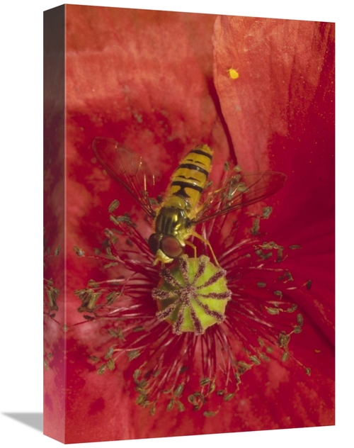 Global Gallery GCS-452279-1218-142 12 x 18 in. Marmalade Hover Fly Col